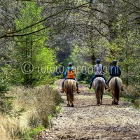 paasrit achterkant paarden