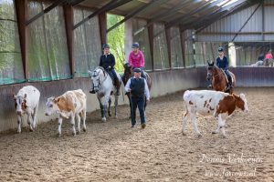 Working Equitation clinic koeien