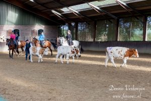 Working Equitation clinic koeien