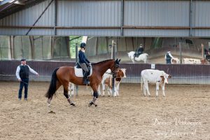 Working Equitation clinic koeien