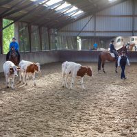 Working Equitation clinic koeien